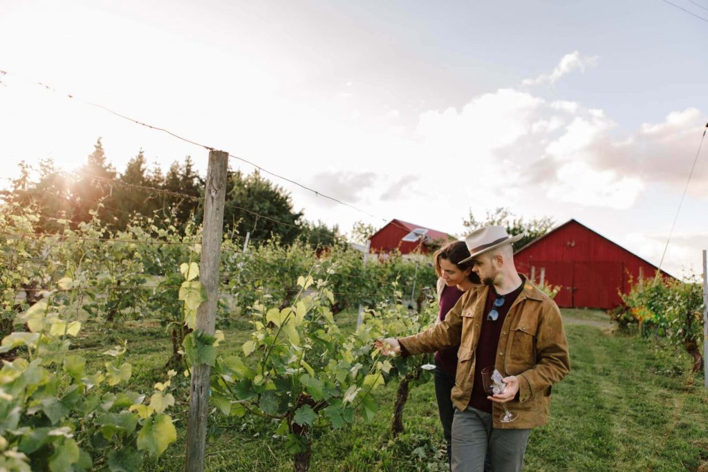 A young man and woman admire the grapevines on a stroll through the vineyards at Tyee Winery.