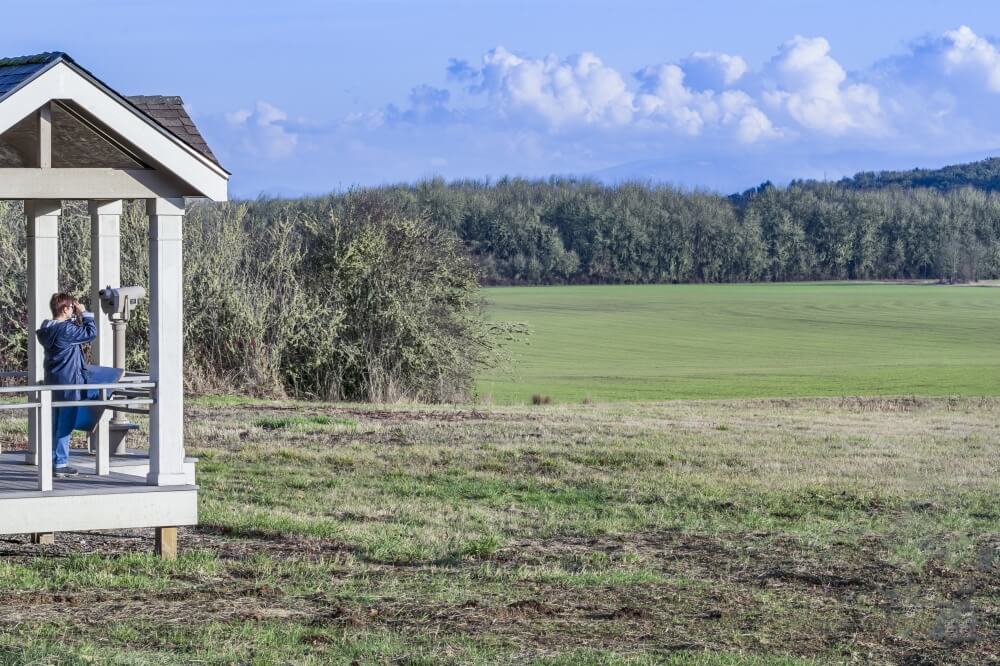 A woman uses binoculars to look out over a field into a forest