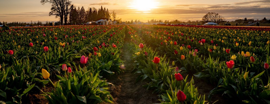 Image of tulip field