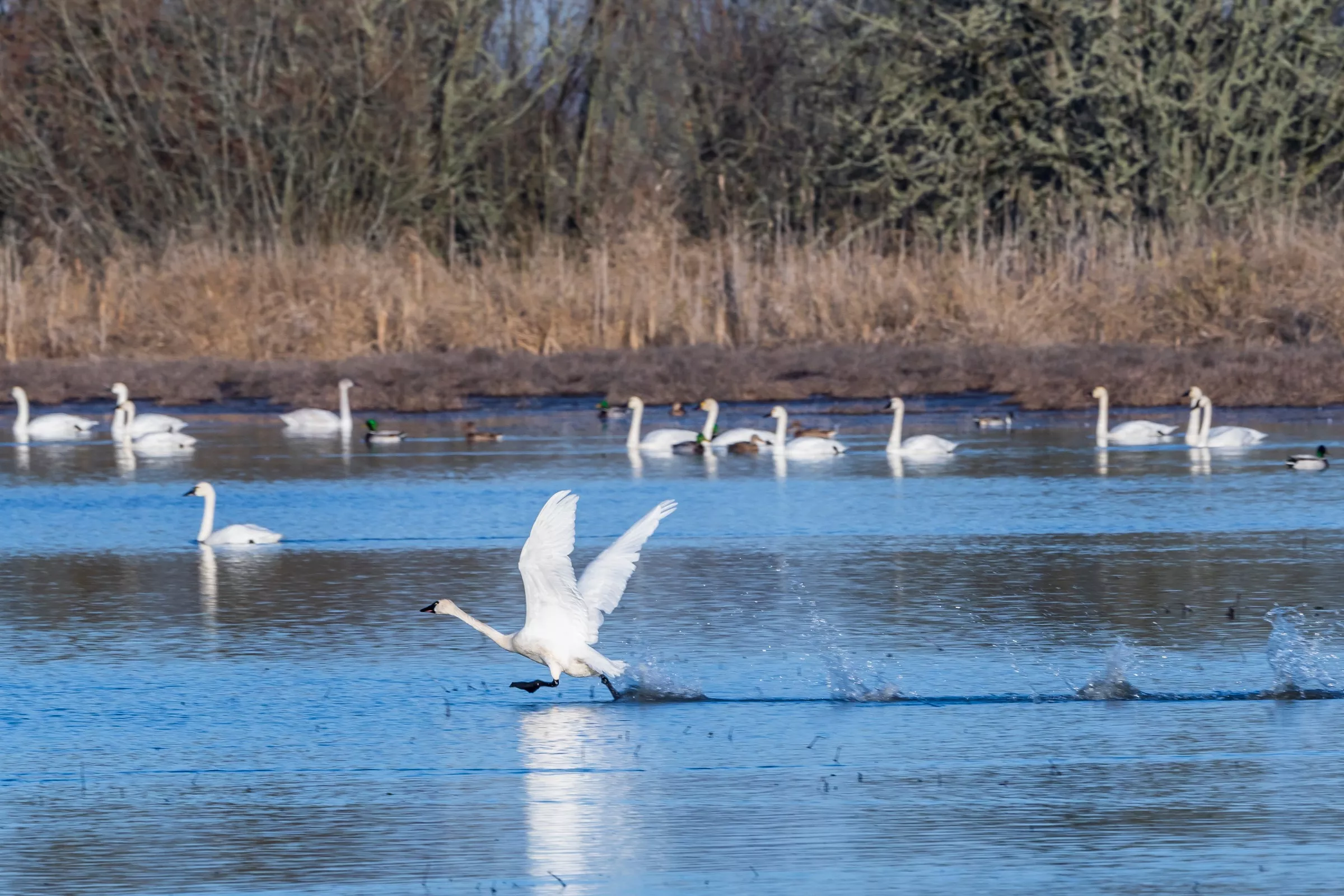 Swans float about on the water with the one in the foreground taking flight