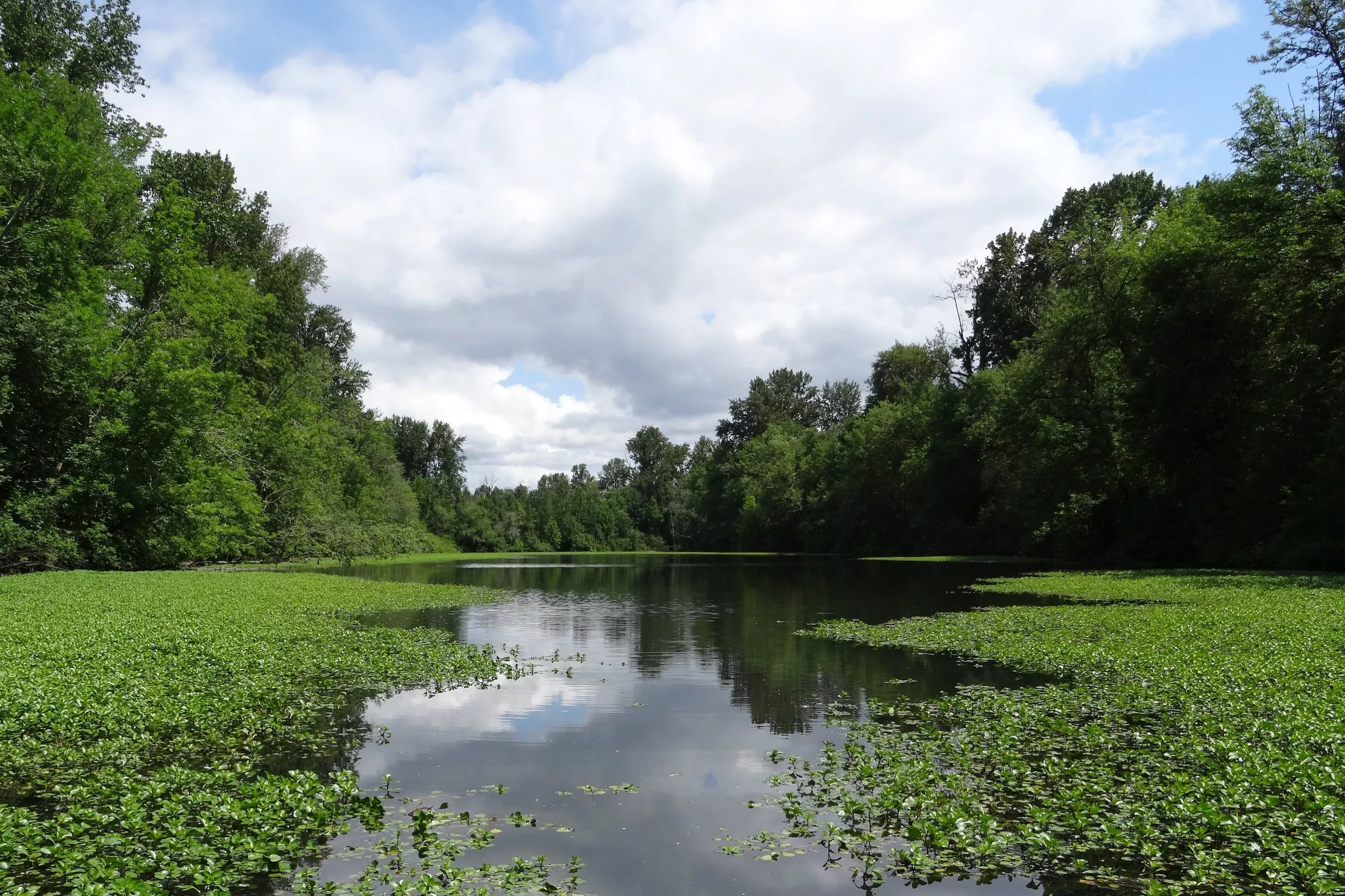 Marshland with greenery in the water and lush trees surrounding it.