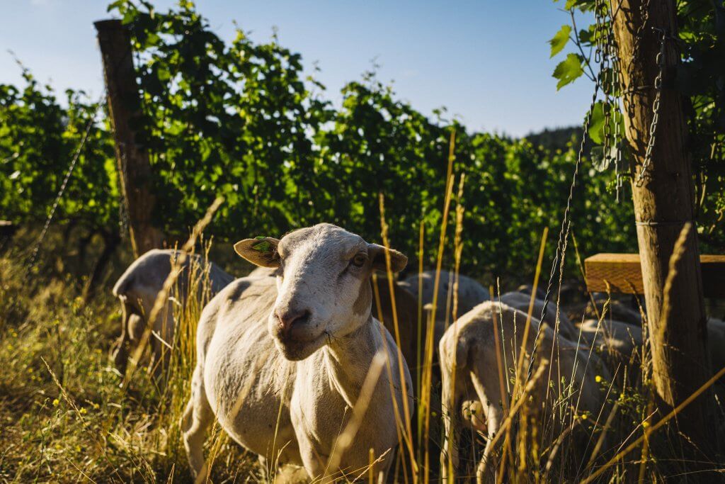 A group of goats eating grass around grape vines.