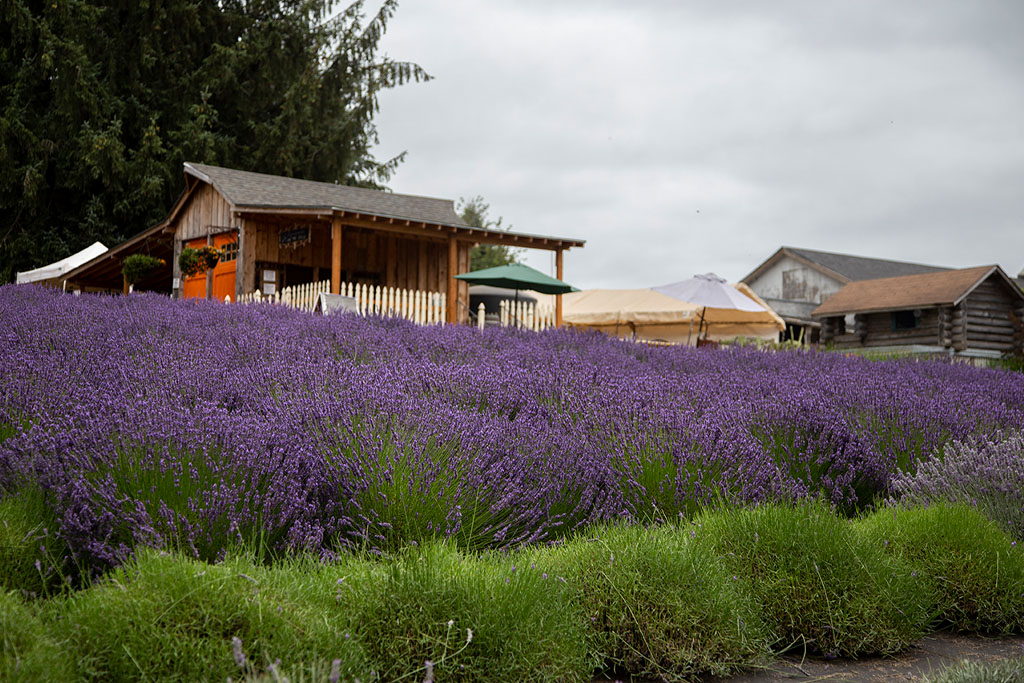 A shed and house sitting behind lavender plants at Wayward Winds Lavender.